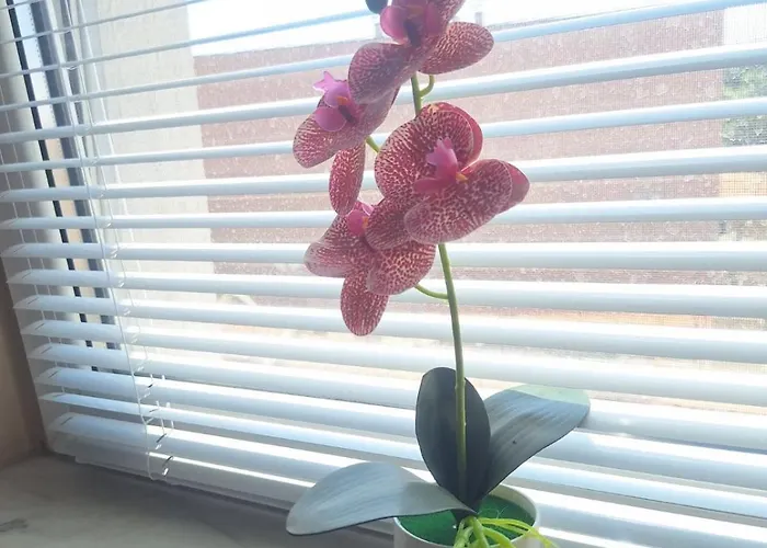 Lily Aparts شقة *