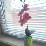 Lily Aparts شقة *
