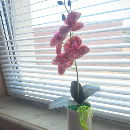 Lily Aparts Apartament *